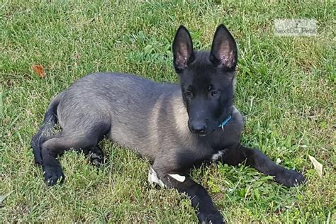 belgian malinois puppies near me